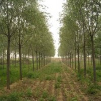 河北苗圃刺槐、紅花槐、五七香花槐、嫁接毛槐、黃金槐、紫芯槐、