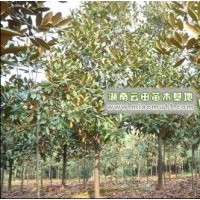 廣玉蘭信息指南|廣玉蘭基地|廣玉蘭價(jià)格參考|廣玉蘭指南
