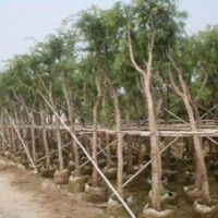 廣東苗木美麗異木棉、小葉攬仁、秋楓、鳳凰木、盆架子、火焰木、