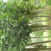 山東萬家國槐種植基地專供5-50公分國槐