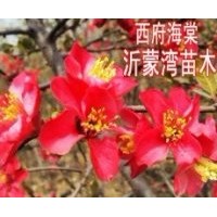 供應(yīng)木瓜海棠花、銀長(zhǎng)壽海棠、長(zhǎng)壽冠海棠、西府海棠、世界一海棠