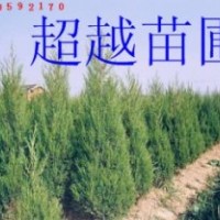 南京蜀檜價格 南京蜀檜基地