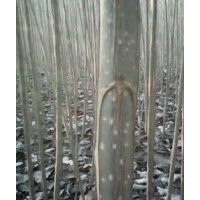 楊樹苗；107楊樹苗