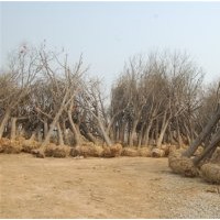 15公分國(guó)槐