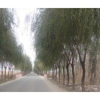 柳樹