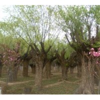 30公分柳樹價(jià)格8公分旱柳10公分速生柳供應(yīng)10公分柳樹批發(fā)