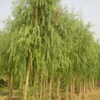 老柳樹30-50公分價(jià)格基地低價(jià)出售20公分饅頭柳垂柳