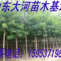 供應(yīng)1、2、3年冒國(guó)槐、白蠟、合歡、女貞、皂角