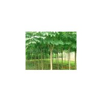 基地直銷苦楝.碧桃.紫葉桃.櫻花.垂柳.構樹.銀杏.欒樹.