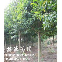 12公分樂(lè)昌含笑價(jià)格