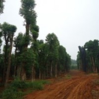 單營貴州省香樟樹，四川省香樟樹，重慶市香樟樹，福建香樟樹