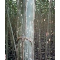 大量低價(jià)供應(yīng)楊樹苗107
