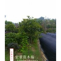 長沙高干紅葉石楠基地首推規(guī)格齊全的湖南高干紅葉石楠價(jià)格 特別