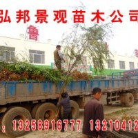 大量供應(yīng)榆樹，柳樹