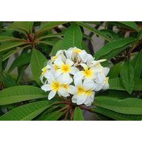 雞蛋花