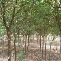 香樟樹