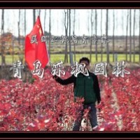 美國(guó)紅楓