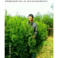 陜西急售營(yíng)養(yǎng)缽側(cè)柏1.2米到1.8米