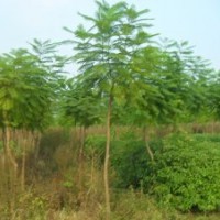 喬木:藍花楹