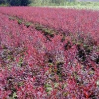 供應(yīng)江蘇紅葉小檗基地，紅葉小檗圖片，紅葉小檗價(jià)格，紅葉小檗綠