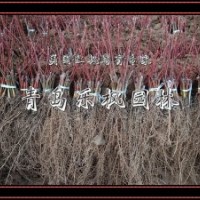 美國紅楓扦插苗，美國紅楓，秋紅楓，秋火焰等