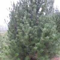 大量供應白皮松//華山松小苗、3-7你定植苗