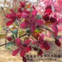 長期供應(yīng)北美海棠-王族