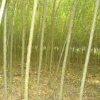 柳樹