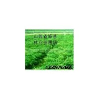 大量供應紫穗槐//刺槐苗//香花槐