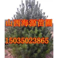 白皮松價格白皮松苗價格白皮松哪里有國槐苗價格蘋果樹