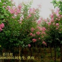 2-6公分紫薇