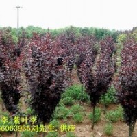 2-12公分紅葉李