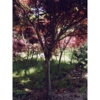 供應(yīng)南京紅楓批發(fā)價(jià)格,南京紅楓種植基地，南京紅楓供貨商