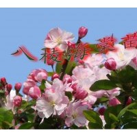 海棠