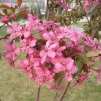 北美海棠、西府海棠、王族海棠、紅寶石海棠等