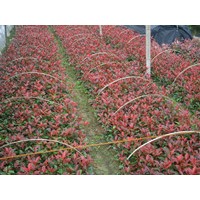 紅葉石楠 冬青,水杉,紅櫸