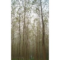 供應(yīng)毛白楊 精品白楊 5-12cm