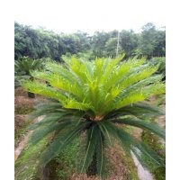 蘇鐵，瀘州鐵樹，鐵樹點(diǎn)景樹，鐵樹種植基地