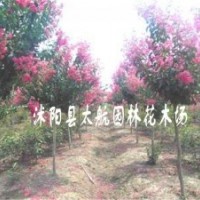 供應各種規(guī)格喬木灌木綠化苗木紫微,紫禁,大葉女貞