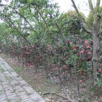供應基徑3-5公分山茶花