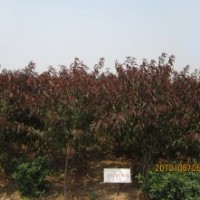 供應紅葉碧桃