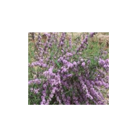 八仙花、紫花醉魚(yú)木、紫珠，糯米條