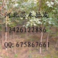 金葉槐 供應(yīng)國槐 國槐批發(fā) 大量低價出售國槐 國槐價格 國槐基地