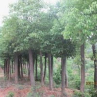湖北宜昌三峽鑫林苗圃低價供應(yīng)8公分以上全冠、移植香樟