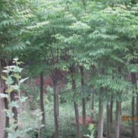 湖北宜昌三峽鑫林苗圃低價供應(yīng)8公分以上全冠、移植欒樹