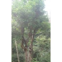 供應大規(guī)格皂角、三角楓、樸樹、木瓜、枸骨、香櫞等
