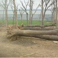 大量供給大小規(guī)格 國(guó)槐、法桐、合歡、白蠟千頭椿等苗木