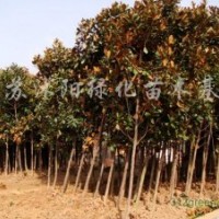 供應(yīng)高桿女貞、楓香、紫葉李、紫薇、櫻花、紅楓
