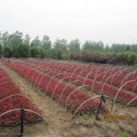 2012年秋季紅葉石楠小苗最新價(jià)格報(bào)價(jià)