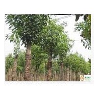 供應(yīng)8-70公分國槐樹,18-25公分國槐報價哪里有18-25公分速生國槐